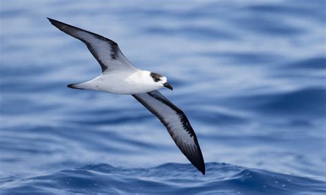 GPS Tracking of Endangered Black-capped Petrels Could Reveal New ...