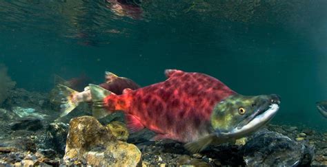 migration   eyes   salmon association  northwest