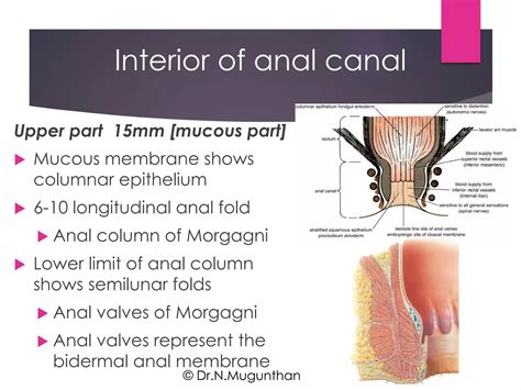 Rectum & Anal canal By Prof.Dr.N.Mugunthan | PDF