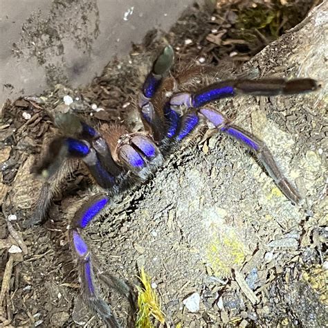 Chilobrachys sp. "Electric Blue" (Thailand Electric Blue) - Predator