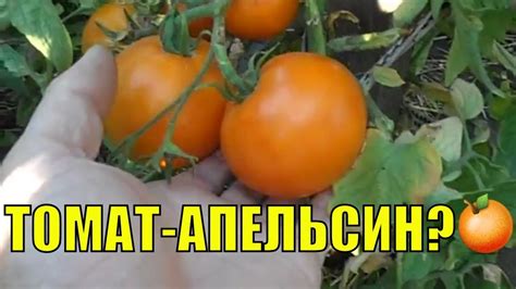 Томат Апельсин - лидер оранжевых томатов. - YouTube
