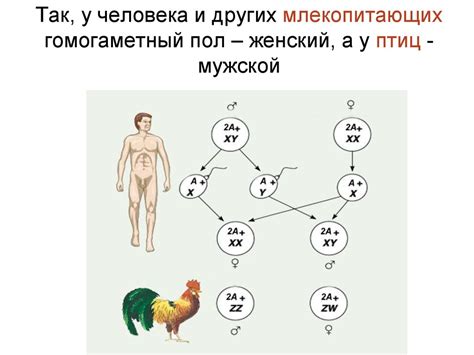Пол и факторы его определяющие. Формирование пола у человека и его ...