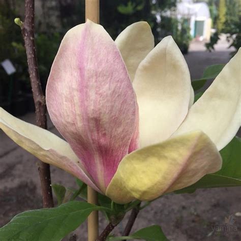 Magnolia x Sunsation
