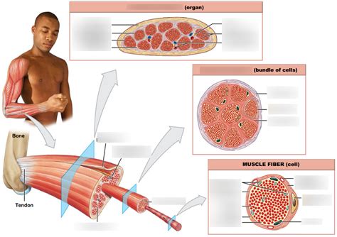Muscle Tissue Diagram | Quizlet