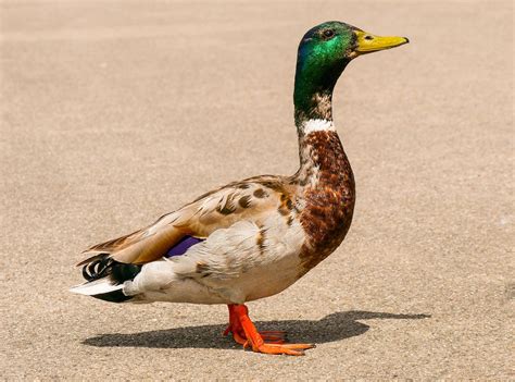 hewan bebek