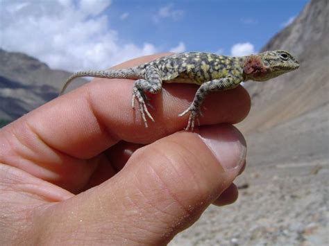 Гималайская агама (Laudakia himalayana). Семейство агамовых ящериц