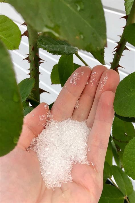 Epsom Salt Benefits In The Garden | Fasci Garden