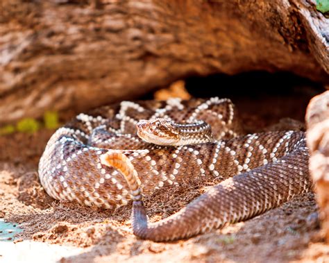 Caatinga Animais Em Extinção - 8