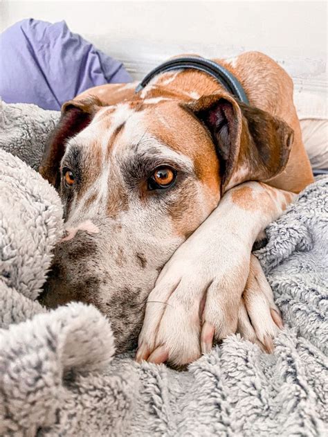 Fawnequin Great Dane in 2022 | Great dane, Dane, Dogs