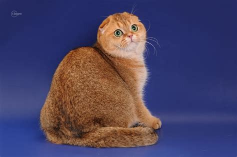 Вислоухая шиншилла кошка (33 фото) - 33 фото