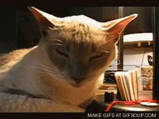 Sleepy Cat GIF - Sleepy Cat - Discover & Share GIFs