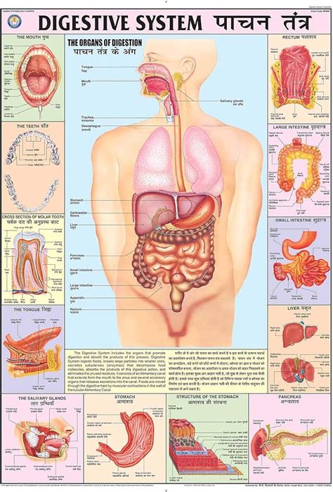 Anatomy Of The Digestive System Laminated Wall Chart With, 49% OFF