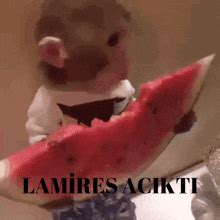 Eating Watermelon GIFs | Tenor