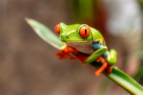 What Do Baby Tree Frogs Eat? - Feeding Nature