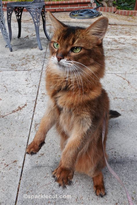 Funny Sunday Pics - Summer’s Fabulous Cat Life
