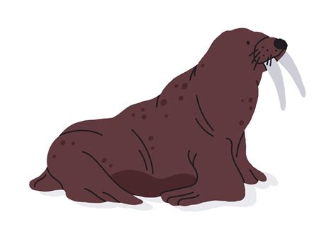 Wild walrus. Marine mammal pinniped animal, cute walrus with tusks flat