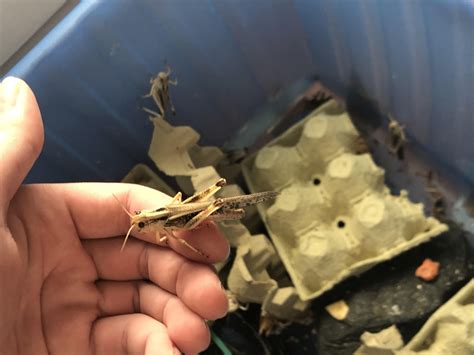 Got this locusts as feeders but turned out to be too big. I do know its