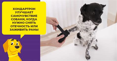 купить Хондартрон гель стоимость заказ инструкция применение цена ...