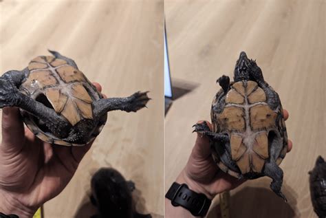 What gender are my Musk turtles? : r/turtle