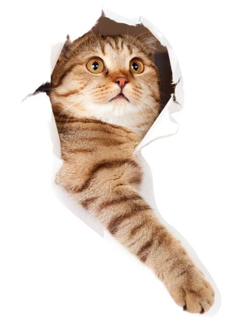 Наклейка 3Д "Милый котик" 10101— купить в интернет-магазине KALENDARIK ...
