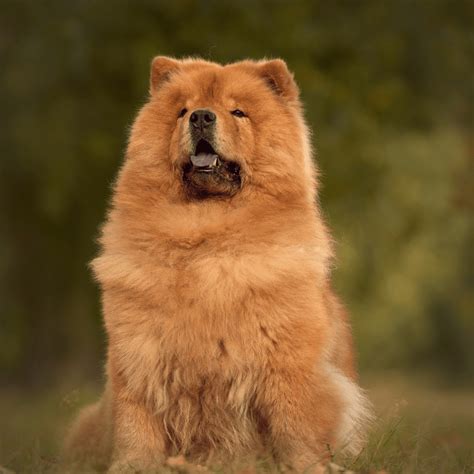 Chow Chow - What Dog Breed