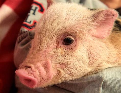 Russia Pig Farm | Sputnik Mediabank
