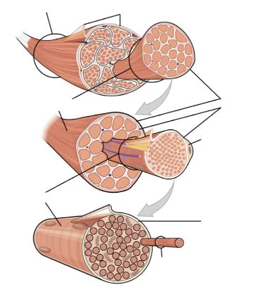 Skeletal Muscle Tissue Diagram | Quizlet
