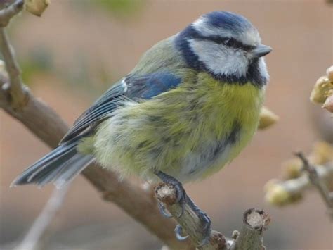 toton images    freepik