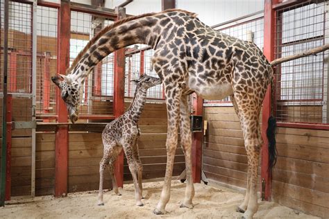 foot tall baby masai giraffe born  bostons franklin park zoo