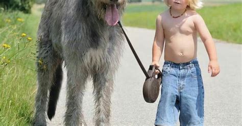 Irish wolfhound and his human companion.)) | (I Love) Irish Wolfhounds ...