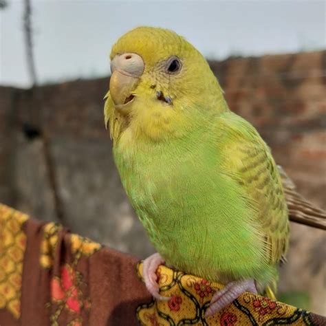 Premium Photo | Cute baby budgie