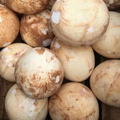 jual kelapa santan kelapa muda utuh  parutan kelapa segar fresh