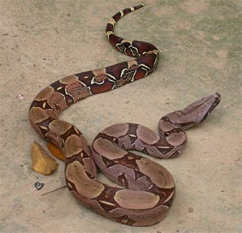 common boa constrictor anatomy madnessquest