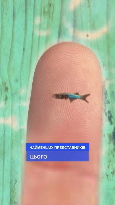 #shorts #суперкнига #малюватипросто #рибка Яка риба найбільша в світі ...
