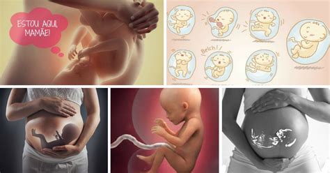 Animais Que Se Desenvolvem Dentro Da Barriga Da Mãe - 6