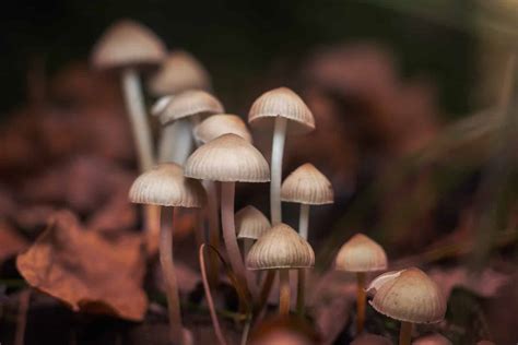 Where Do Magic Mushrooms Grow? Psilocybin Mushroom Facts