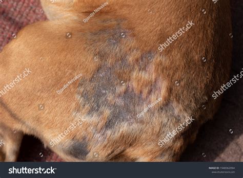 how to get rid of scabies on a dog