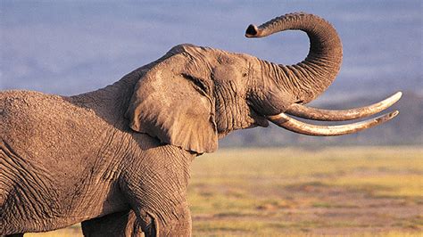 Elephants - NWF | Ranger Rick