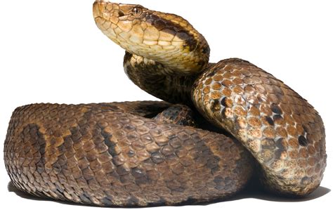 New venomous snakes discovered in Colombia: Taxonomic classification