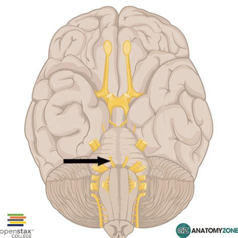 Abducent Nerve • Nervous System • AnatomyZone