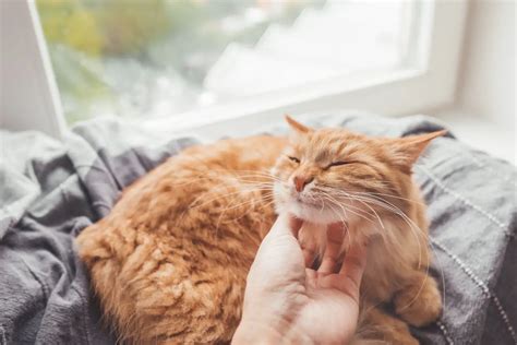 Warum schnurren Katzen? • Haustier Lounge