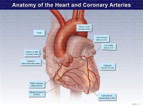 Anatomy of the Heart and Coronary Arteries
