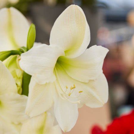 lukovici.bg | луковици и цветя на ниски цени! page dashboard freesia