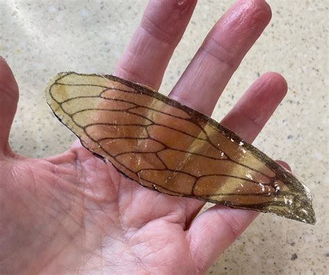 draw dragonfly wings