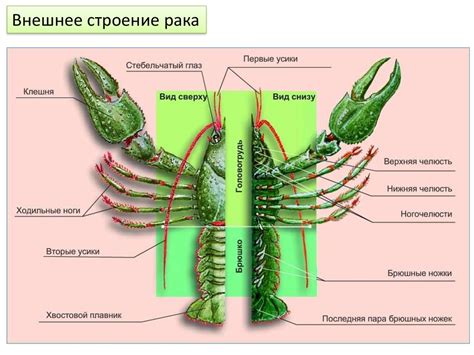 Тип членистоногие, класс ракообразные - презентация онлайн