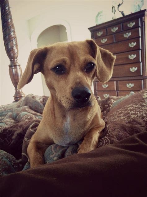 What Does A Chihuahua Lab Mix Look Like at Jake Spragg blog