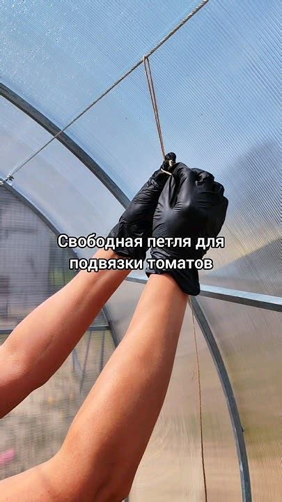 Свободная петля для подвязки томатов. #томаты#какподвязать# ...