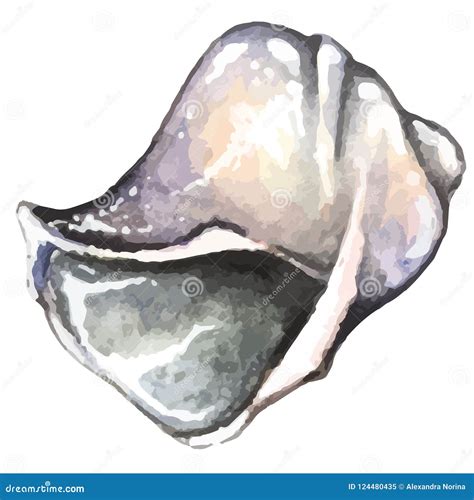 Watercolor Hand Drawn Sea Shell Stock Vector - Illustration of closeup, life: 124480435