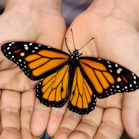monarch butterflies  oe ophryocystis elektroscirrha  backyard