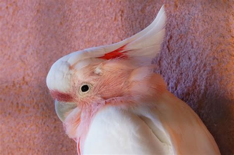 Bird Cockatiel Ornithology - Free photo on Pixabay - Pixabay